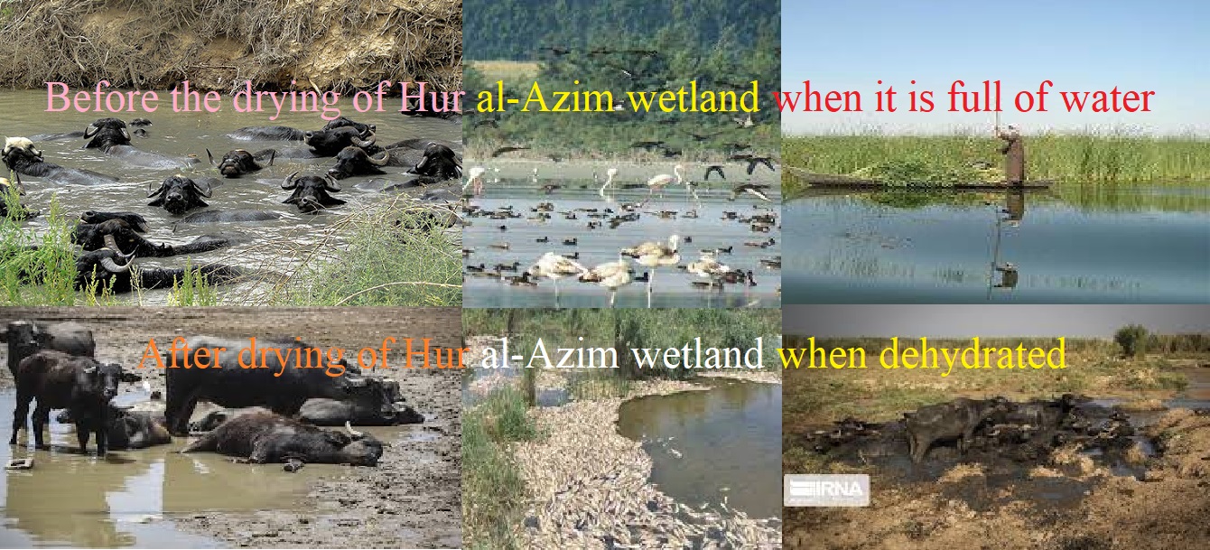 Hur al-Azim International WetlandHur al-Azim International Wetland is located in the southwest of Iran and at the end of Karkheh River with the ...