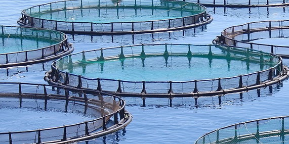 Aquaculture Boom Creates $13.3 Bil Water Treatment Market 