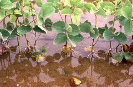 Flood Tolerant Soybean Being Developed