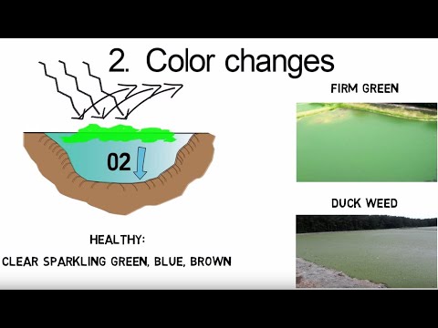 3 Signs of an Unhealthy Lagoon - Wastewater Treatment (Video Tutorial)