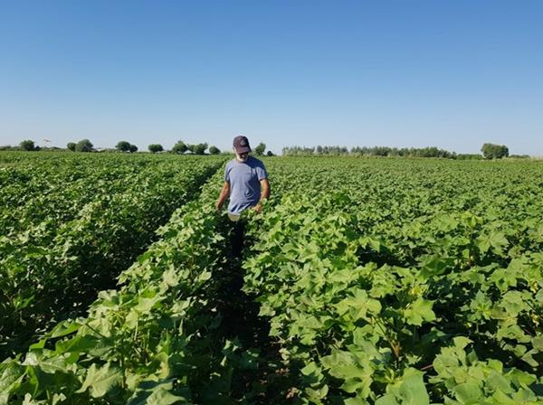 CAD$4M Cotton Irrigation Project in Central Asia