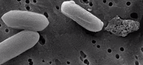 New Microbes that Breath Sulfate