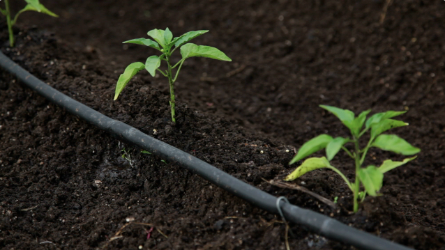 Solar-powered Water Pump for Irrigation