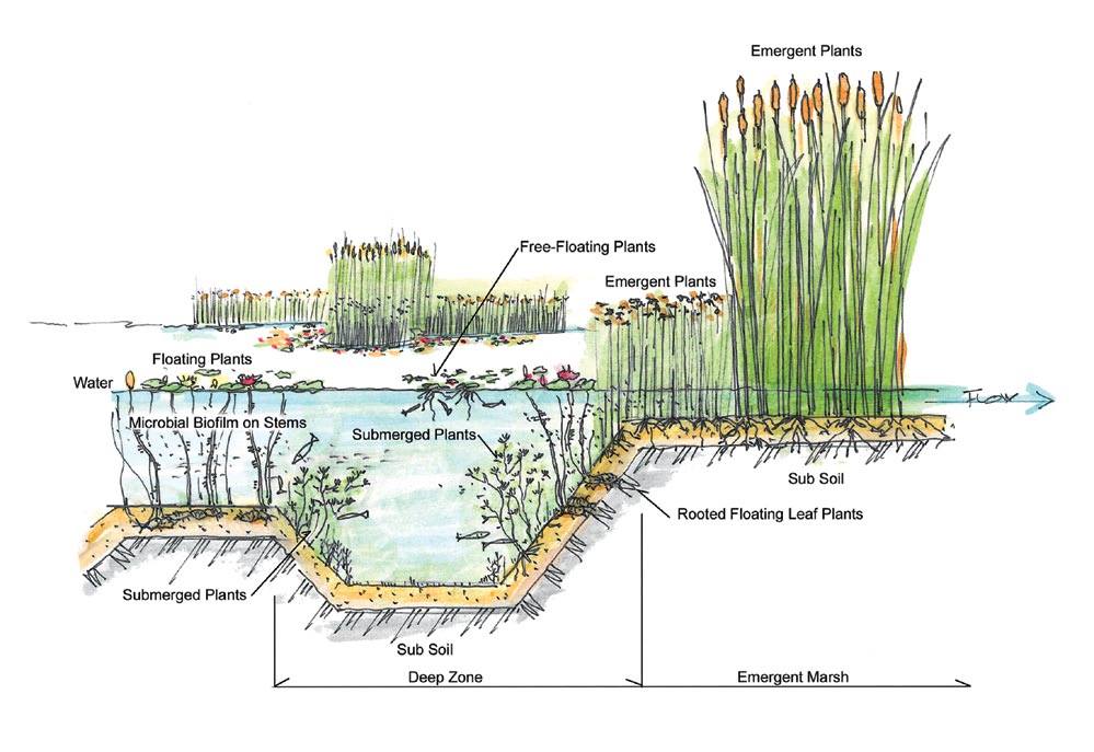 Talking Water Gardens: Engineered Water Treatment Wetland Takes Environmental Care on Another Level
