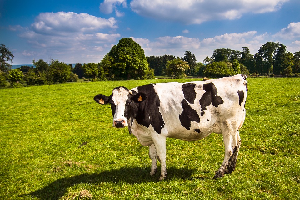 Lawsuits Over Pollution Caused by Dairy Farms
