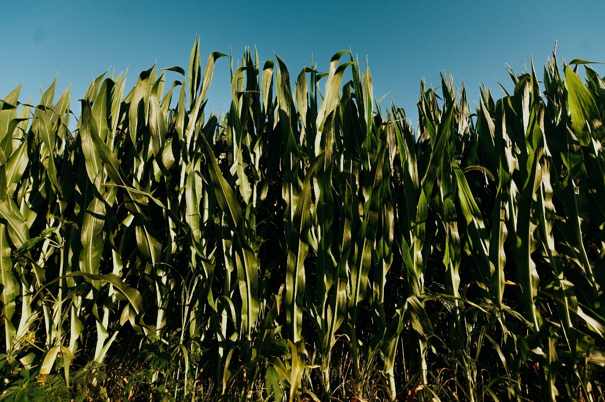 Farms, Fertilizer, and the Fight for Clean WaterThis episode about nitrate pollution in Wisconsin&rsquo;s Central Sands region is the fifth piece in...