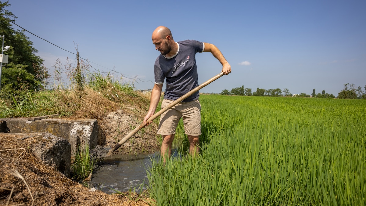 Extreme drought threatens Italy&rsquo;s rice crops&mdash;and its beloved risotto