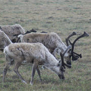 NEWS NOTES ON SUSTAINABLE WATER RESOURCESArctic National Wildlife Refugehttps://www.usgs.gov/centers/asc/science/research-conducted-arctic-natio...