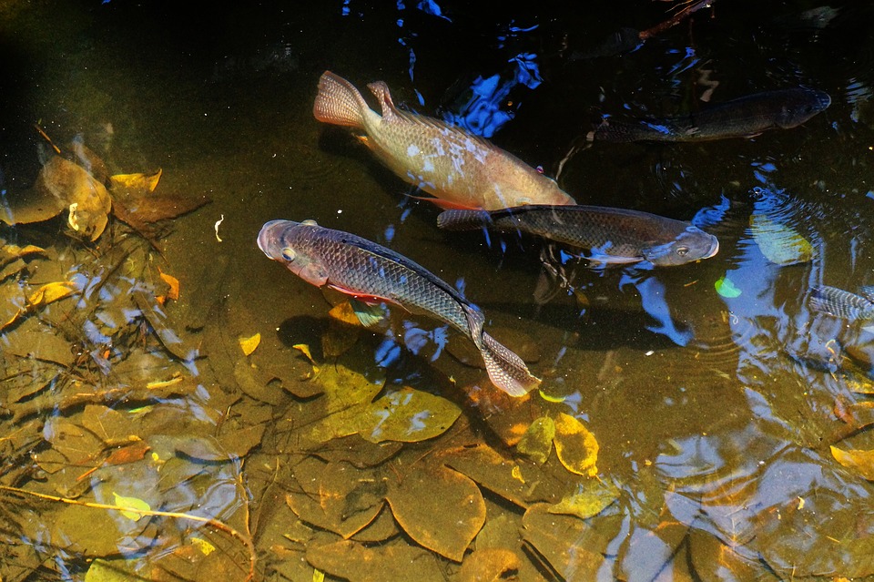 How Climate Change May Affect Hawaiian Fishpond Aquaculture