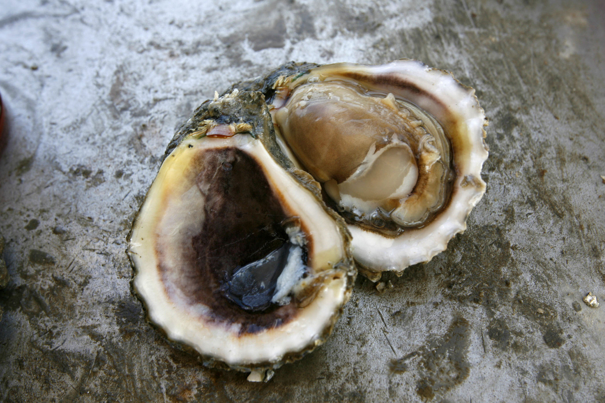 Oysters Highly Vulnerable to Ocean Acidification