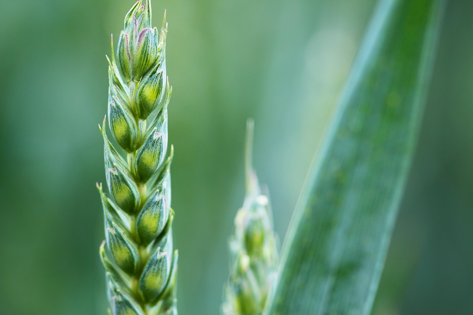 The Key to Drought-tolerant Crops May Be in the Leaves