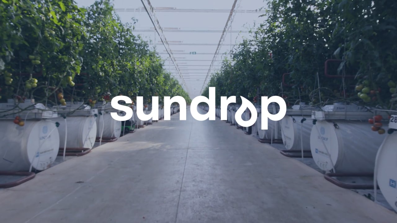Sundrop Farms Grows Tomatoes With Seawater