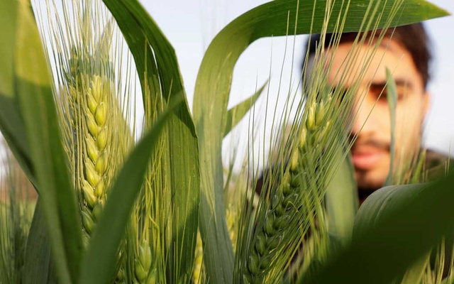Egypt's farmers tap new technology to save water and boost crops