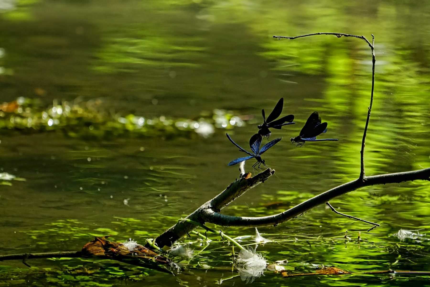 Algal Blooms a Threat to Small Lakes and Ponds Too, New Study Says