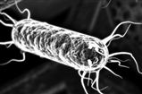 Water Remediation ‘Robots' Feast On Over 400 Wastewater Contaminants, Then Self-Destruct