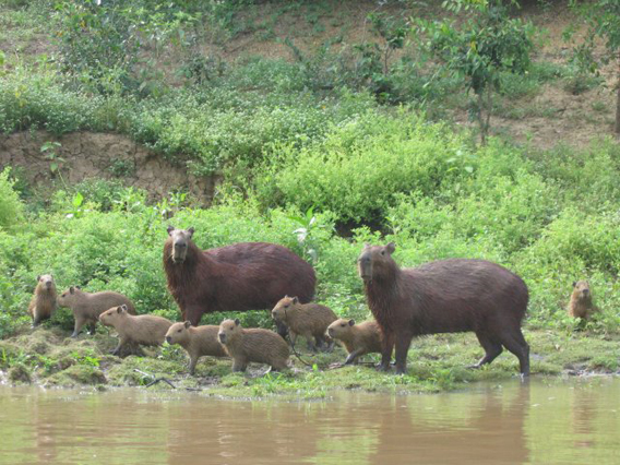 Bolivia leads the way in wetland protection