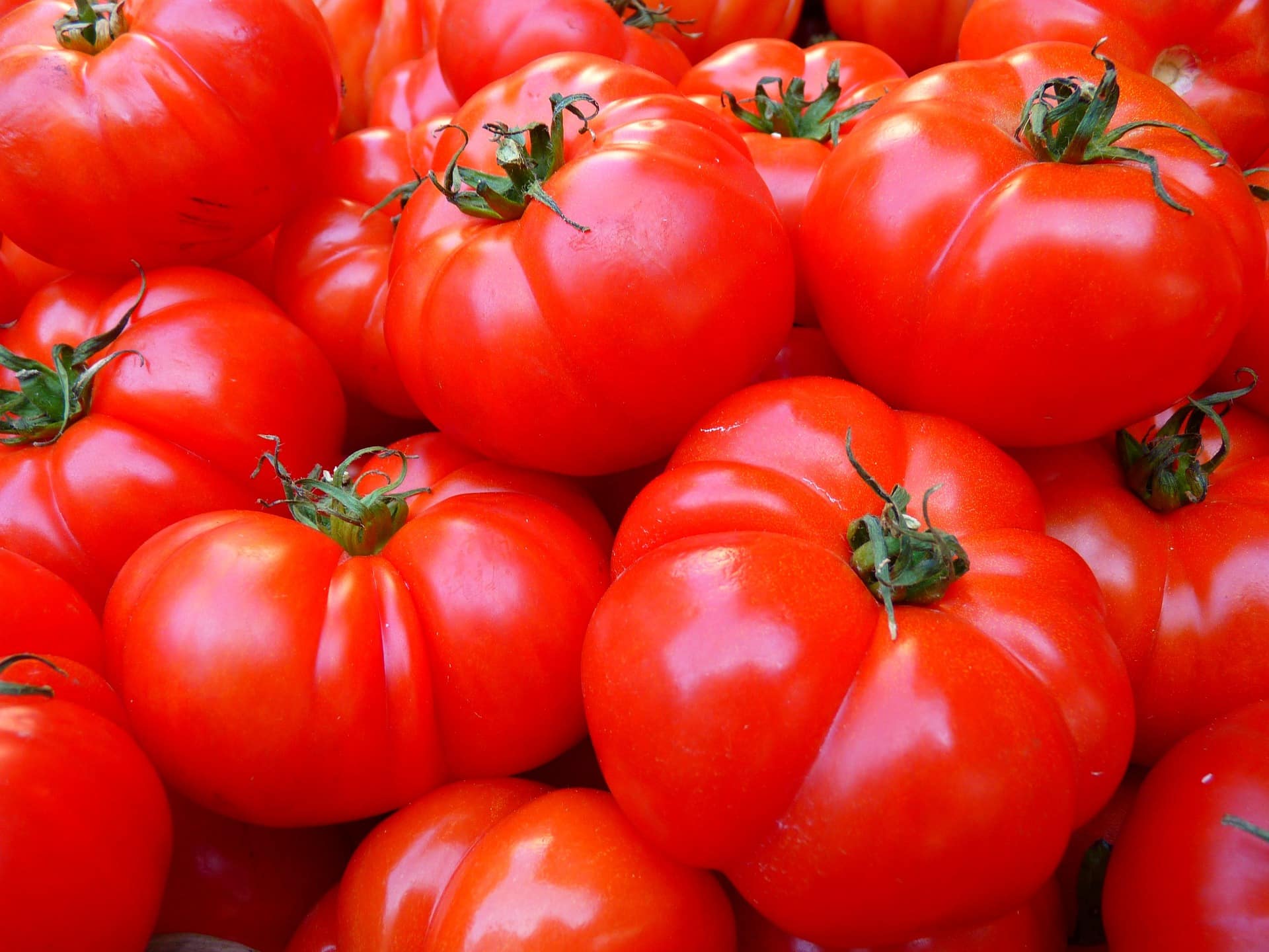 Tel Aviv University Researchers Harness CRISPR Technology for Water-Efficient Tomato Cultivation - Seed WorldVarieties could help maintain yield...