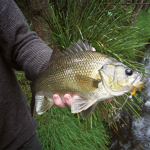 Fish Lift Report