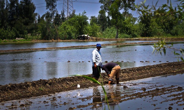 Egypt Turns from Rice Exporter to Importer Due to Water Scarcity