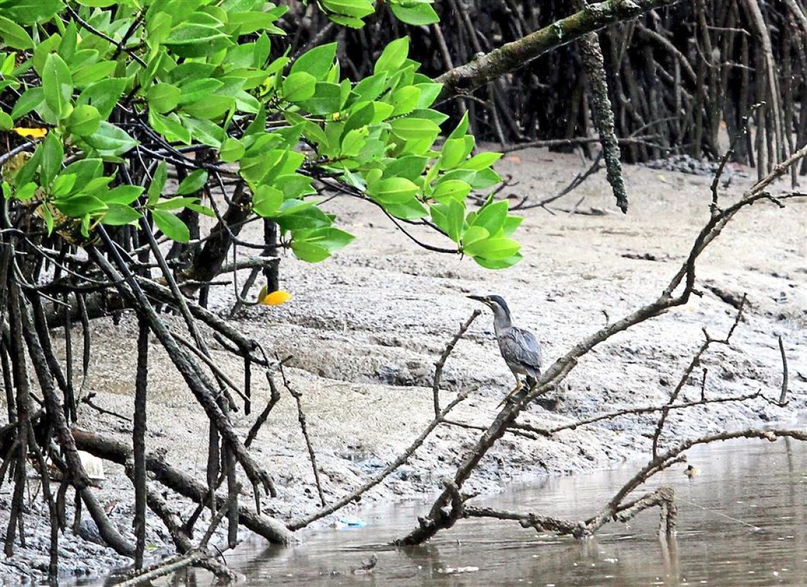 Sepang Besar River Recovers From Polution