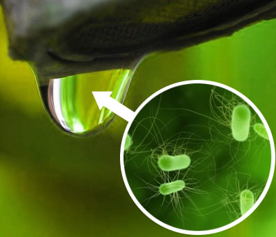 Superbugs Evolve in Wastewater, Could End Up in Food