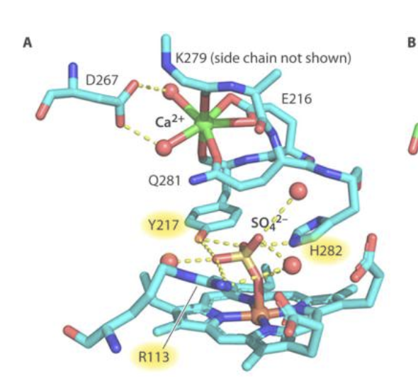 Soil enzyme could make nitrogen more accessible to crops and curb fertilizer runoff