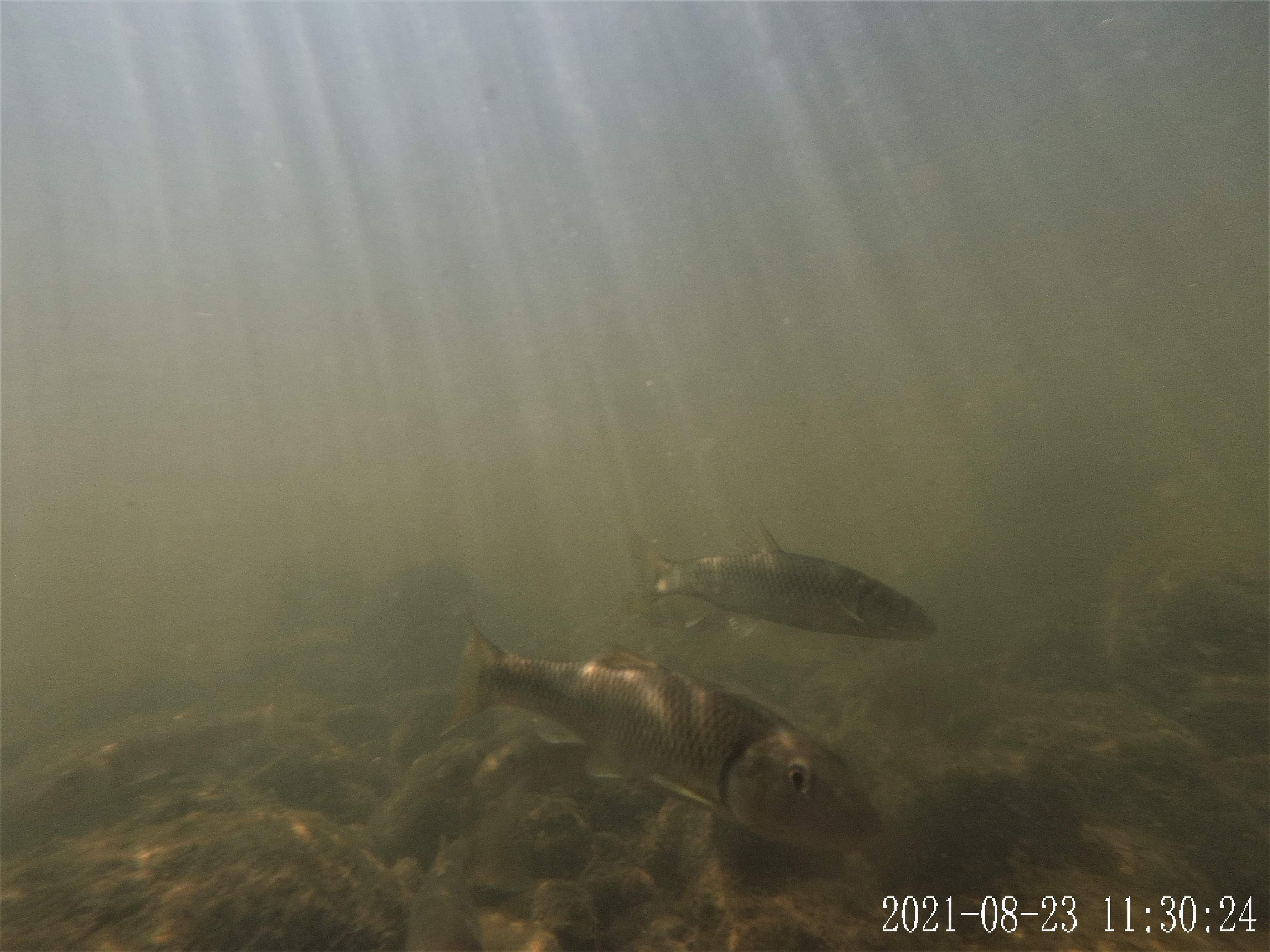 Freshwater Fish Photography