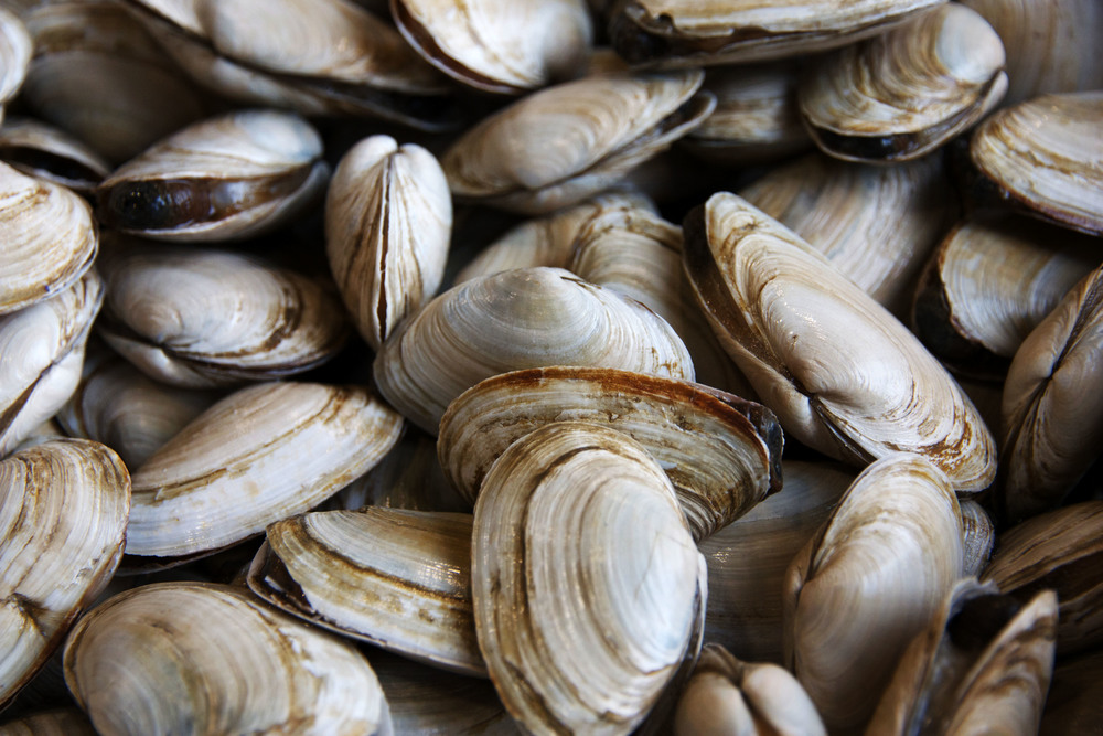 Monitoring Factors That Can Threaten Shellfish Farms