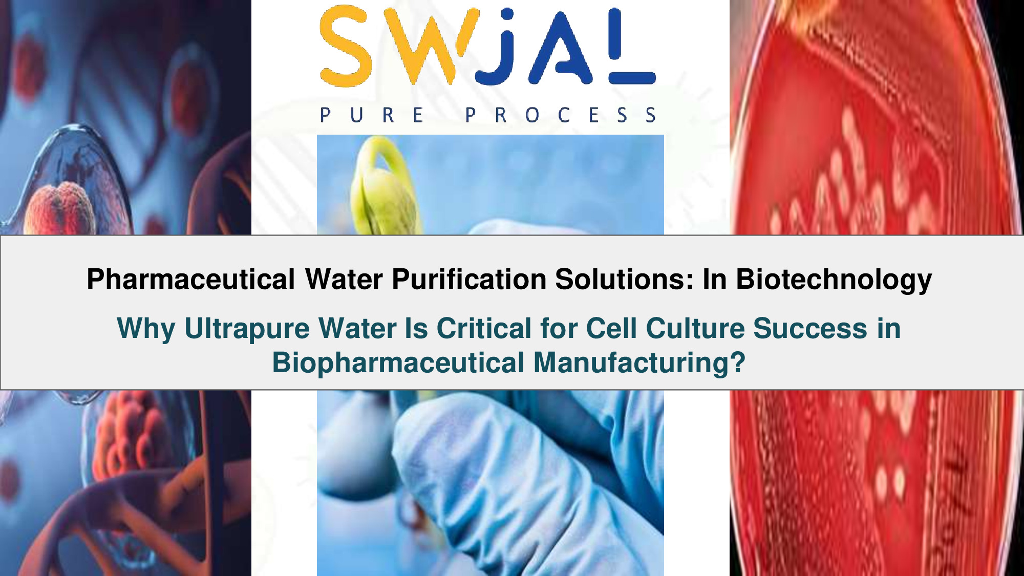 Ultrapure water is essential for successful cell culture in biopharmaceutical manufacturing. This article explores the role of pharmaceutical wa...