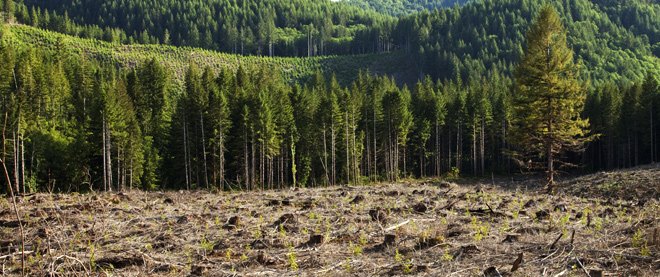 Government to Increase Reforestation in Iceland