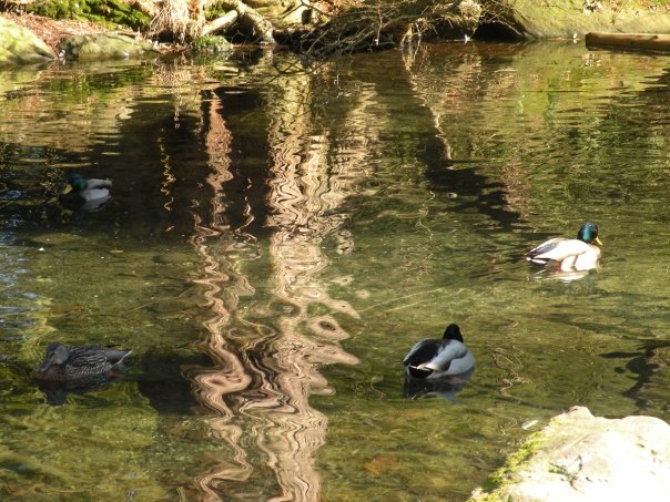 Nature Photos - Jillian Stewart