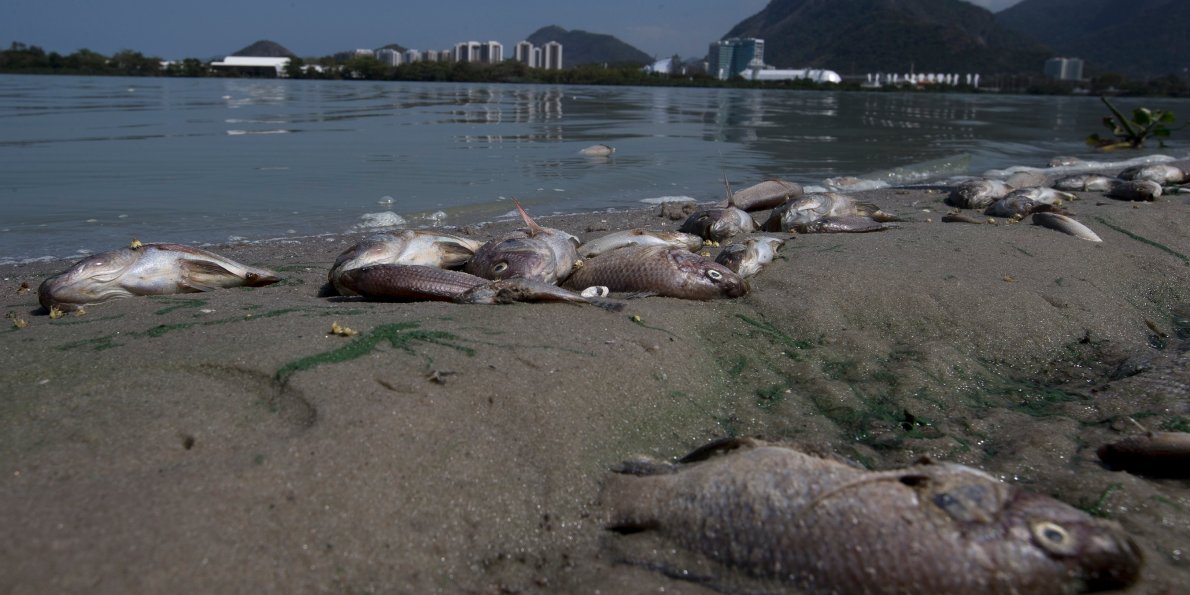 Report: Rio water sample shows levels of viruses akin to raw sewage