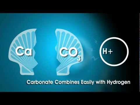 Human Activity Increases Ocean Acidification