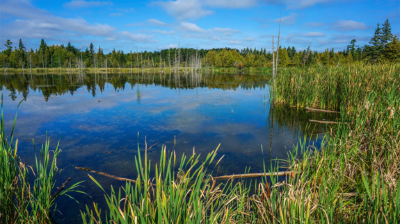 UK firms win £1.3m to generate bioenergy from wetlands