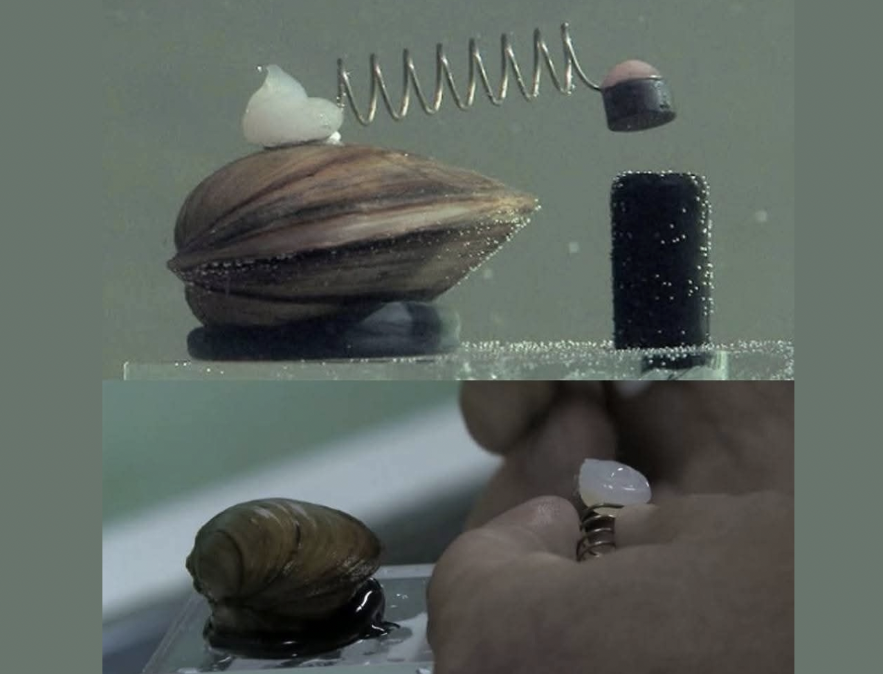 The city of Warsaw, Poland, uses eight mussels with sensors hot-glued to their shells to monitor and automatically shut off the city water suppl...