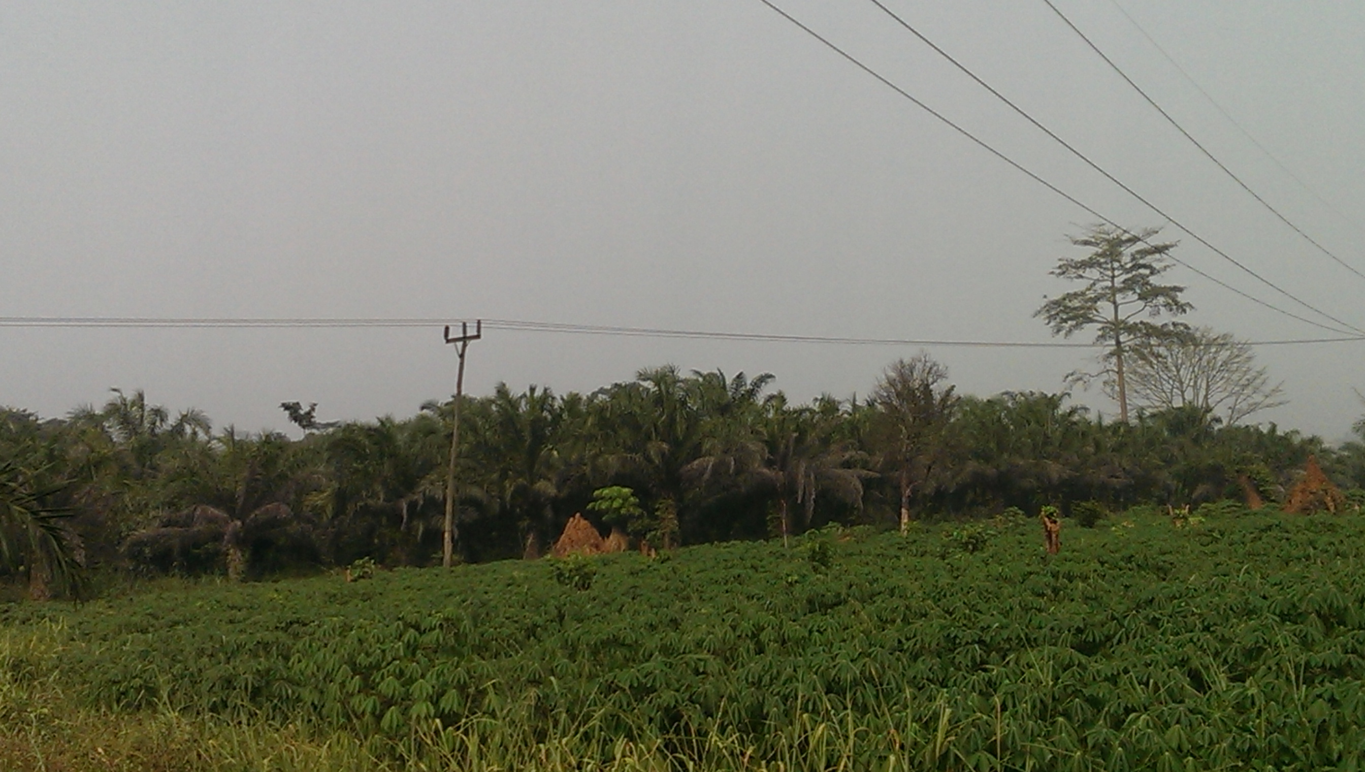 palm plantation