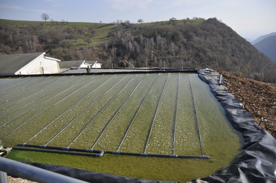 Aerated CWs for swine wastewater - Roverè Veronese (VR - Italy)