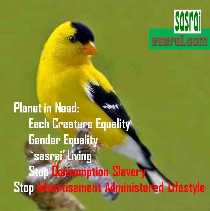 “sasrai-Movement” Pope’s “bold cultural revolution” 