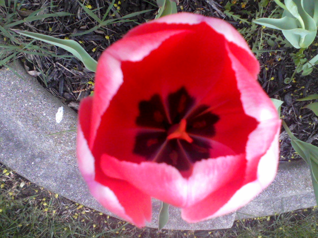 Mohan Jain, India development Coalition of America - Founder president, Director, treasurer