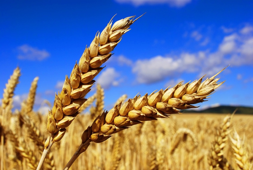 Innovation is Critical for the Next Generation of Farming