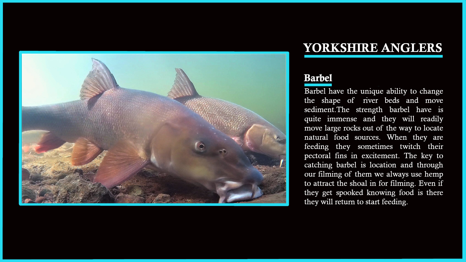 Freshwater Fish