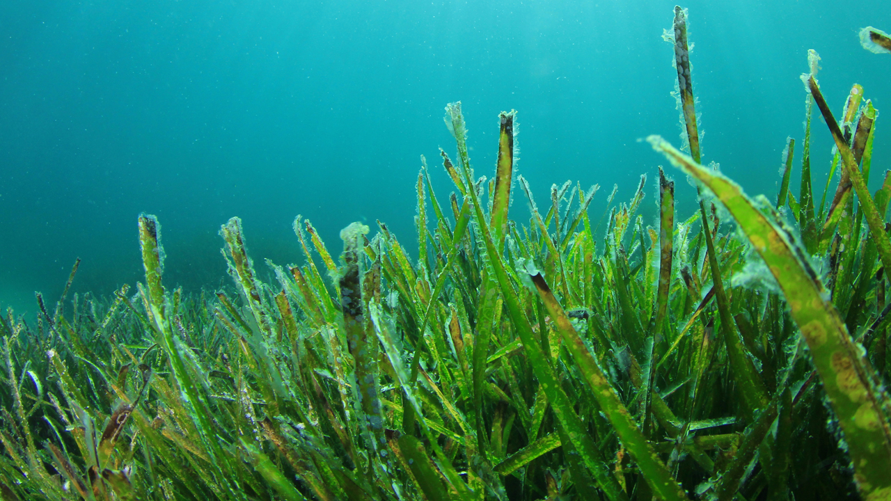 Vertical Seaweed Farm Restores Oceans