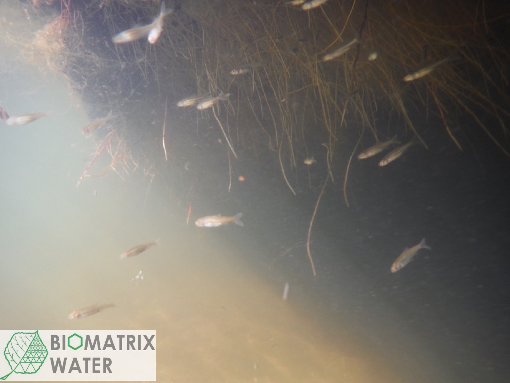 Floating ecosystems