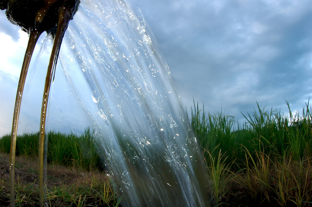 Does rice really use too much water?