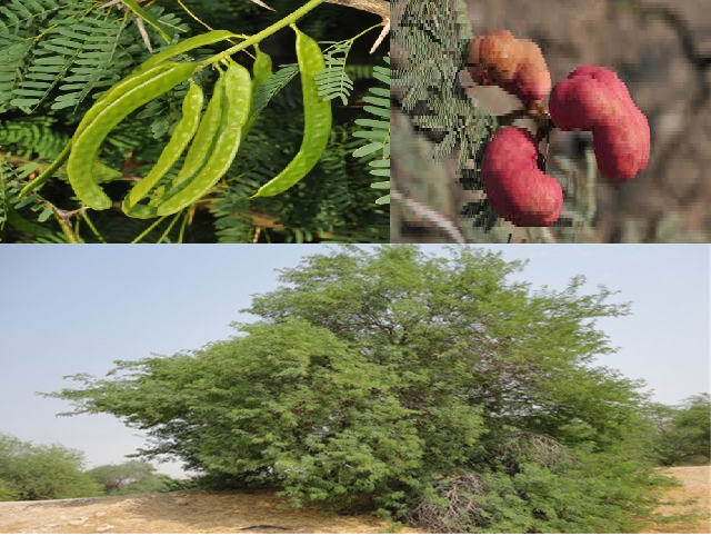 Using the Prosopis tree as a research opportunity