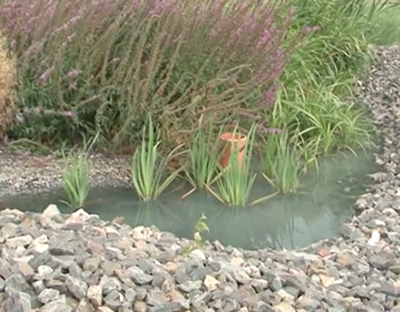 A sustainable waste water treatment plant - Constructed wetlands