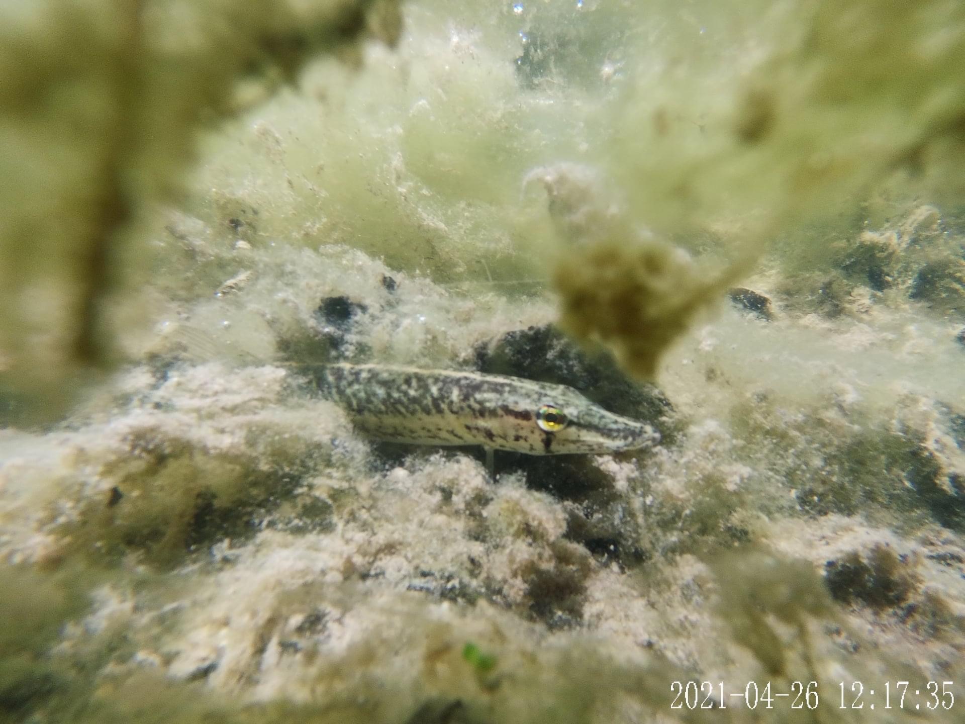 Freshwater Fish Photography