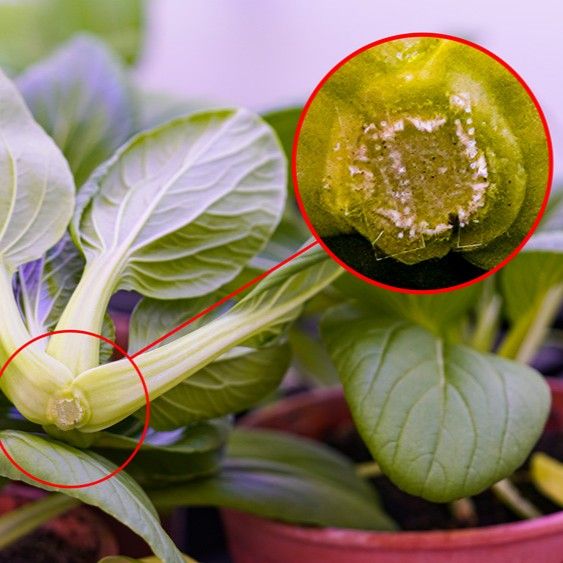 Extending Shelf Life of Produce with Microneedle-Delivered Melatonin: A Water- and Energy-Saving InnovationResearchers from MIT and the Singapor...