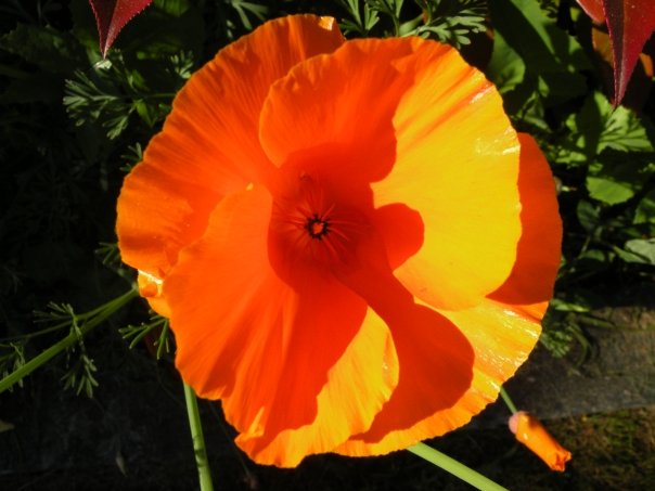 Nature Photos - Jillian Stewart