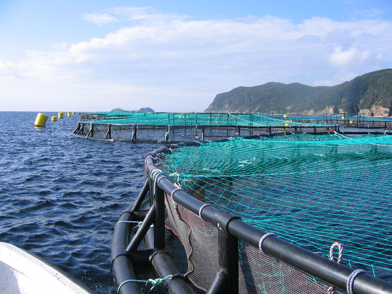 Aquaculture to Create $13.3 Bil Water Treatment Market